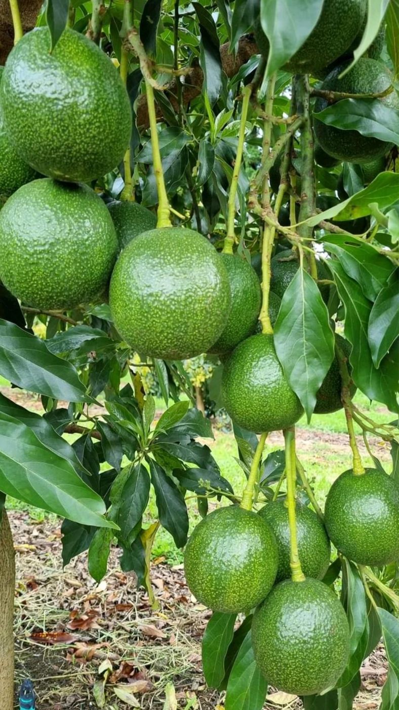 Avocados growing on a tree
